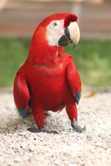 scarlet macaw parrot