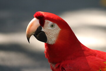 red parrot portrait