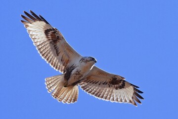 red tailed hawk