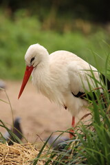 white stork in the grass