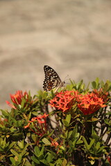butterfly on flower