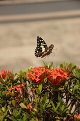 butterfly on flower