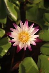 pink water lily