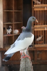 Pigeon in a cage