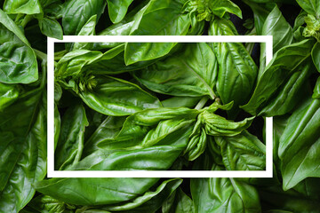 Green basil. Basil close-up. Texture of basil. Natural vegetation background