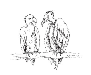 Vulture vector illustration. Bird of pray drawing. 