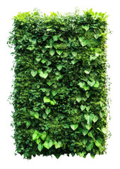 Obraz premium Vertical garden design urban environment plant wall greenery view isolated on transparent background