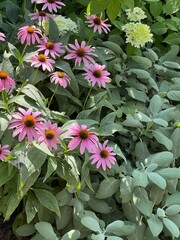 beautiful garden photo of echinacea, limelight hydrangea and salvia culinary sage, in a summer xeriscape garden