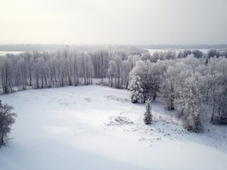 Fototapeta premium Snowy Field with Trees