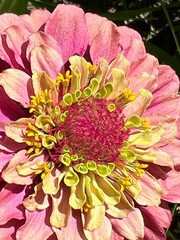 queen lime red zinnia, close up, pink and green summer flower