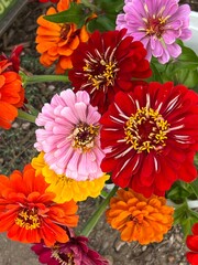 colorful zinnia flowers, close up, red, pink, yellow, orange, bright summer garden, xeriscape