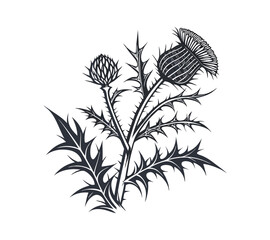 Scottish thistle vector Line art in Celtic style flower illustration