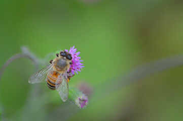 Closeup of a western honeybee, view from the top, on a purple tassel flower collecting nectar and pollen with a blurred green background