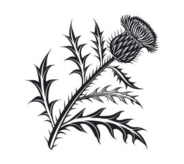 Scottish thistle vector Line art in Celtic style flower illustration