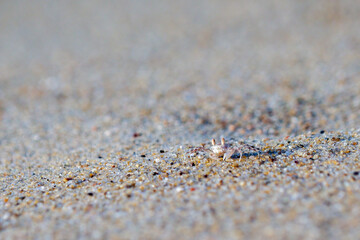 A small crab looks into the camera lens, on the beach in Da Nang, Vietnam