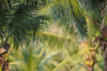 Green coconut leaf backdrop on the coast of Da Nang, Vietnam