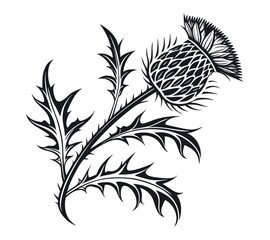 Scottish thistle vector Line art in Celtic style flower illustration