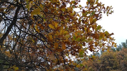 Golden oak leaves in autumn