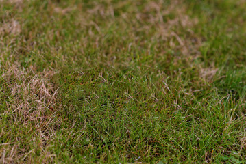Dried and green grass blending in natural pattern