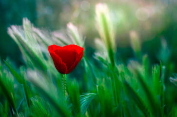 Nature photo, a poppy on a green field. 