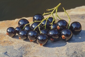 A vibrant bunch of ripe black currants illuminated by sunlight, resting on a textured stone surface, a still life showcasing natural beauty and healthy eating.