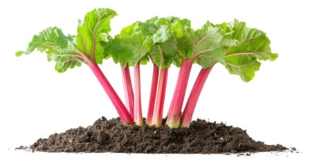 Harvesting fresh rhubarb from organic garden soil view isolated on transparent background