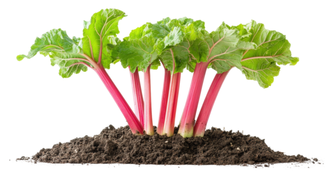 Harvesting fresh rhubarb from organic garden soil view isolated on transparent background