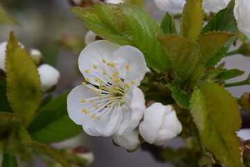 A Symphony of White: Cherry Blossoms in Soft Focus