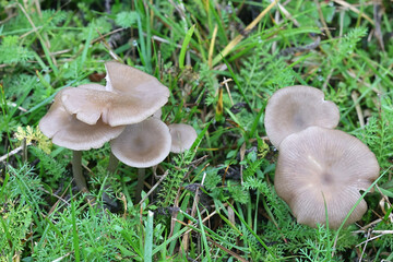 Entoloma sericeum, commonly known as the silky pinkgill, wild mushroom from Finland