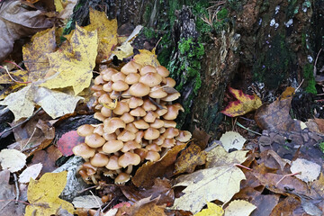 Flammula pinicola, also called Pholiota pinicola, a scalycap mushroom from Finland, no common English name