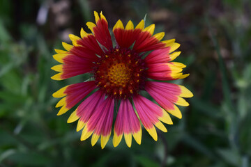 A vibrant Gaillardia flower with a red center and petals that transition from red at the base to yellow at the tips. Gaillardias Fiery Splendor