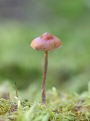 Conocybe velata, also called Pholiotina velata, commonly known as veiled conecap