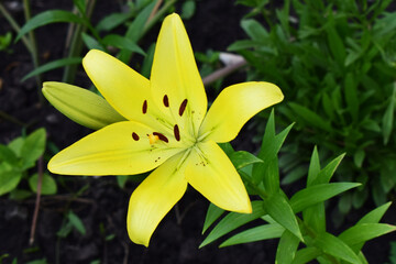 Close-Up of Vibrant Yellow Lily in Bloom