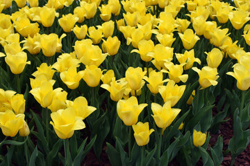 A field densely populated with yellow tulips, all blooming in harmony. Golden Tulip Symphony