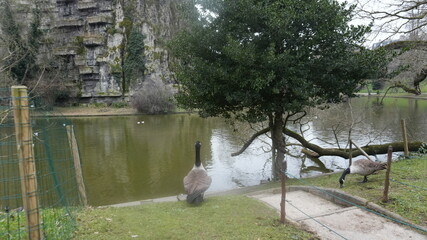 Park Wildlife Wonders | Parrots, Ducks & Greenery