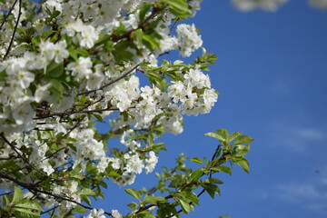 Spring's Awakening: White Blossoms Against a Blue Sky