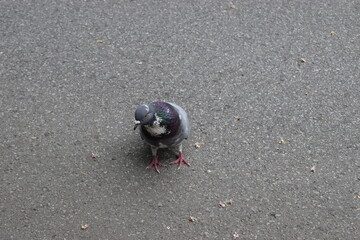 A pigeon is standing on a textured gray pavement.