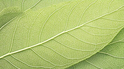 Obraz premium Vibrant Green Leaf Texture with Intricate Cellular Structure and Natural Patterns