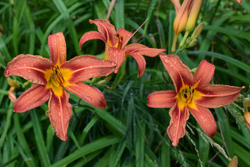 Three Orange Lilies with Raindrops Among Green Leaves