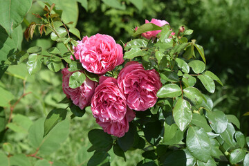 A bouquet of pink roses with voluminous and detailed petals, surrounded by bright green leaves. Detailed Petals in Natural Light