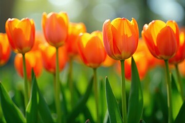 Striking orange tulips, neatly arranged, sunny spring day , floral, plant, botany