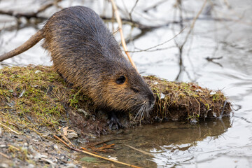 A nutria or coypu (Myocastor coypus) stands on the bank of a pond
