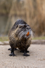 A nutria or coypu (Myocastor coypus) stands on the bank of a pond