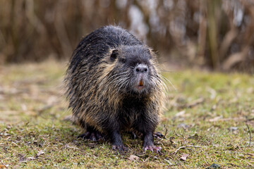 A nutria or coypu (Myocastor coypus) stands in front of reed