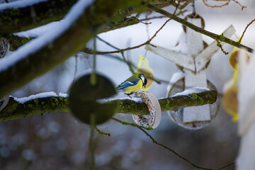great tit on a tree