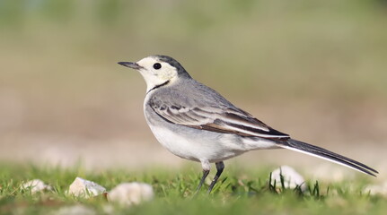 White Wagtail, Motacilla alba, birds of Montenegro	