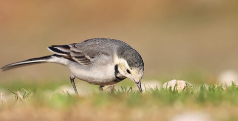 White Wagtail, Motacilla alba, birds of Montenegro	