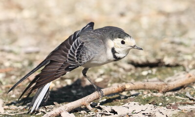 White Wagtail, Motacilla alba, birds of Montenegro	