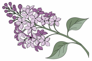 lilac branch isolated on white