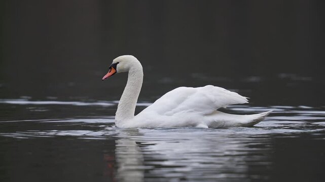 H&ouml;ckerschwan schwimmt auf See, Bayern, Deutschland